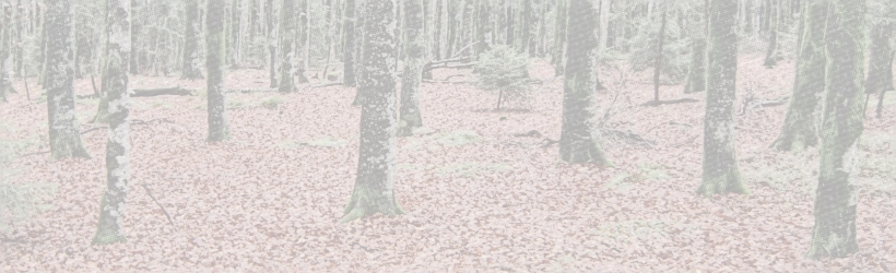 Foto von Laub auf Waldboden.